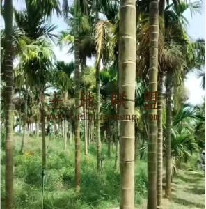 乐东约7亩地900棵槟榔树出租接手管理就有收益