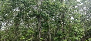 陵水90亩种植地转让租金100元/亩/年一年一付