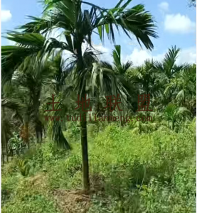 乐东约50亩临近大河边槟榔园转让水电房齐全接手管理即可