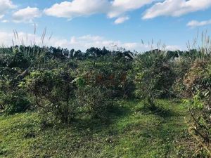 澄迈1000亩种植地租金五年一付可分割出租