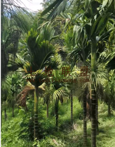 乐东约10亩地1200槟榔树出租接手管理就有收益