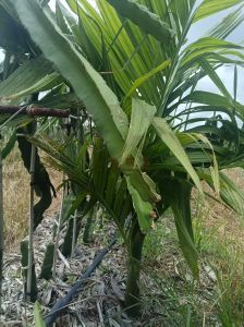 东方40亩火龙果园套种槟榔树水电房齐全接手管理就有收益