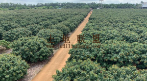 海口周边160亩荔枝园转让农场地租金一年一付