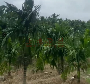 乐东约16亩地带2000棵槟榔树转让农场地租金便宜