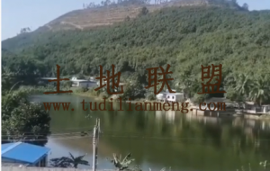 儋州约65亩地带猪圈、鱼塘、还有800棵槟榔树转让接手就可养殖