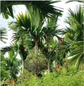 保亭约16亩地带2200棵槟榔树转让接手管理就有收益