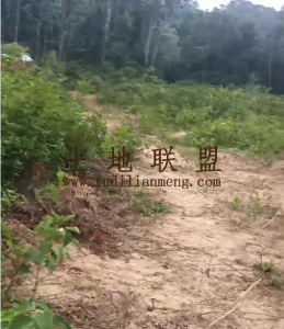 万宁约18亩农户个人种植地可长期使用转让费只要35万