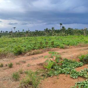 文昌15亩红土种植地农场地可随时进场租金便宜