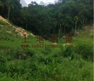 乐东9亩个人自留地可长期使用没有租金