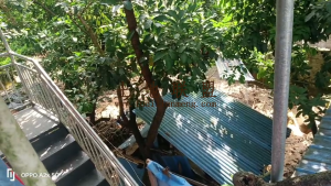 保亭6亩红毛丹果园地带房子转让农场地租金便宜