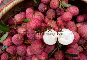 澄迈65亩地带2000棵无核荔枝树出租接手管理就有收益