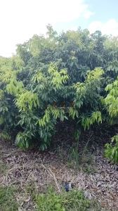 文昌45亩荔枝园转让水电房齐全接手管理就有收益