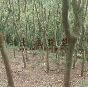 琼中农场30亩橡胶林地转让租金100元/亩/年土壤肥沃