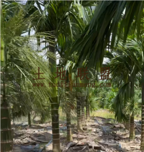 屯昌约16亩地2000棵槟榔树出租接手管理就有收益