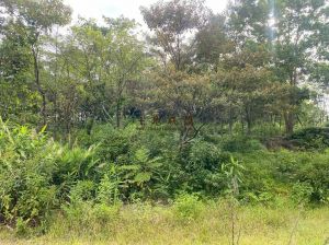 屯昌110亩种植地水电房齐全租金110元/亩/年