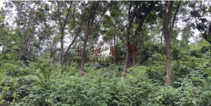 儋州200亩种植地租金十年一付土壤肥沃