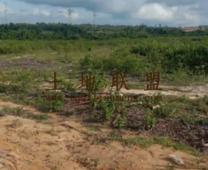 文昌70亩种植地租金450元/亩/年五年一付可随时进场耕种