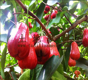 海口美兰区70亩地2200棵莲雾园出租设施齐全