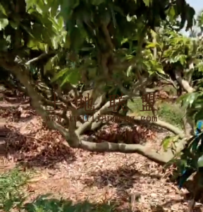 文昌70亩地2200棵荔枝树出租设施齐全接手管理就有收益