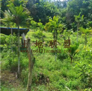 万宁40亩槟榔园水电房齐全农场地租金一年一付