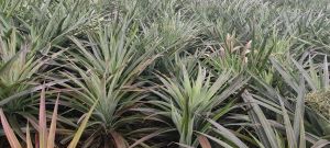 东方100短期种植地出租水电齐全可随时进场