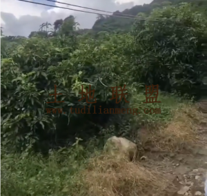 儋州100亩种植地租金五年一付可随时进场耕种