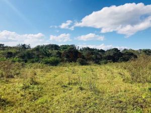 文昌400亩短期种植可随时进场租金2年一付