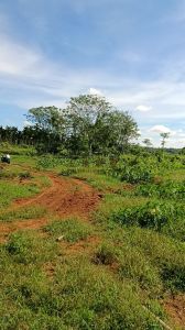 澄迈约35亩种植地土壤肥沃可随时进场耕种租金十年一付