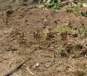 乐东12亩种植地交通便利土壤肥沃可随时进场耕种