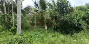 陵水临路边约20亩农场种植地租金400元/亩/年