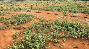 定安70亩荔枝园水电齐全土壤肥沃接手管理即可