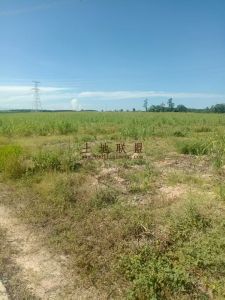 昌江880亩短期种植地租金800元/亩/年水源充足