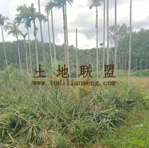 琼海约13亩种植地可随时进场耕种土壤肥沃交通便利