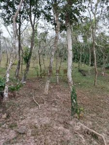 海口琼山区30亩临路边工业用地出租可一年一付