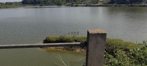 海口市区周边12亩鱼塘带3万斤鱼转让位置优越