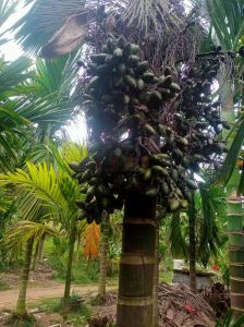 乐东2333棵槟榔树出租设施齐全接手管理就有收益