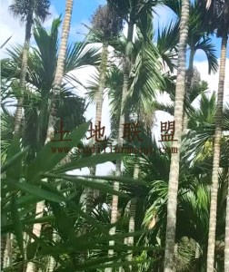 屯昌约14亩地2200棵槟榔树出租接手管理就有收益