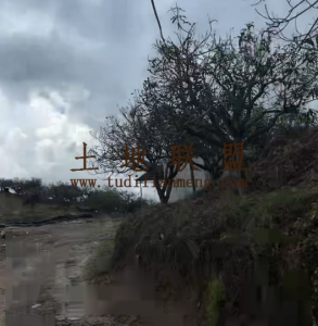 三亚100亩种植地水电房齐全租金80元/亩/年