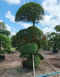 海口三江16亩种植地交通便利租金1560元/亩/年