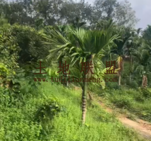 保亭42亩槟榔园转让租金300元/亩/年接手管理就有收益