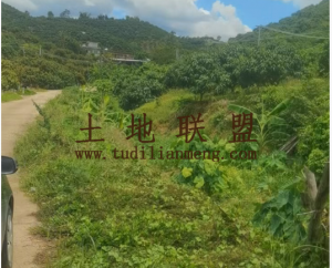 三亚约32亩个人芒果园转让没有租金交通便利