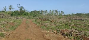 海口琼山周边400亩种植地租金可以五年一付水源充足