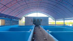 昌江约2亩养殖池租金可一年一付设施齐全