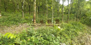 昌江130亩种植地可随时进场耕种交通便利