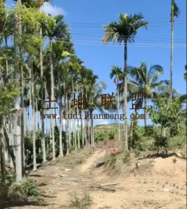 保亭约30亩种植地带110平米房子转让交通便利