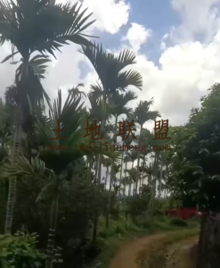 琼海约35亩槟榔园转让水电房齐全转让费46万
