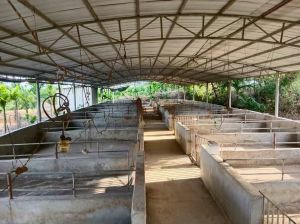 万宁1500平米猪圈出租设施齐全接手就可养殖