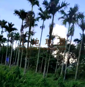 琼海38亩种植地水电房齐全交通便利