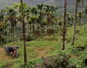 琼海72亩地带4000棵槟榔树转让接手管理就有收益