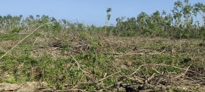 保亭80亩种植地交通便利租金300元/亩/年